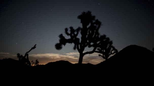 Pan av joshua tree på natten — Stockvideo