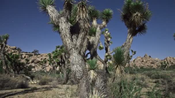 Pan of Bush au parc national Joshua Tree 