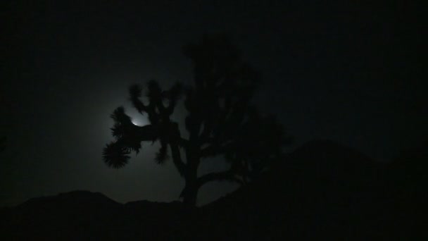 Mond wandert nachts durch den Joschua-Baum — Stockvideo