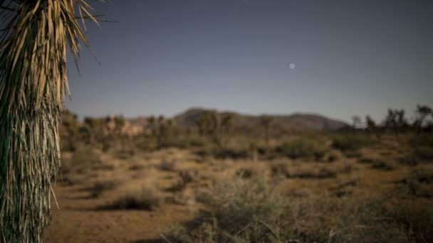 Tempo Lapse Pan di Yucca impianto di notte — Video Stock