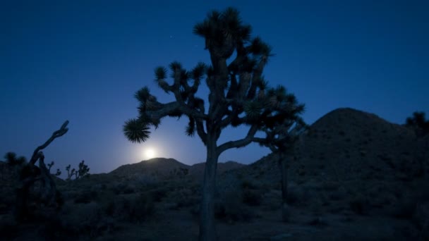 Tijdspanne van joshua tree op moonrise — Stockvideo