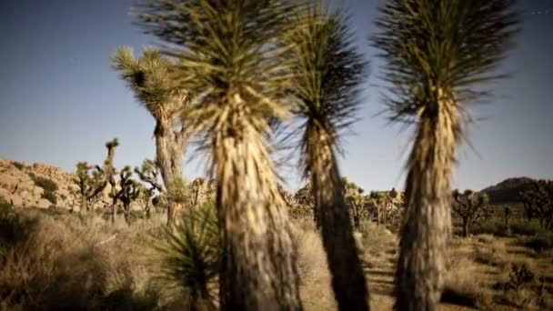 Tempo Lapse Pan di Yucca impianto di notte — Video Stock