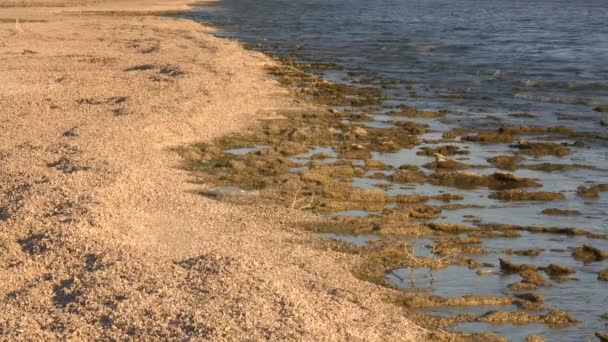 Το salton θάλασσα Καλιφόρνια — Αρχείο Βίντεο