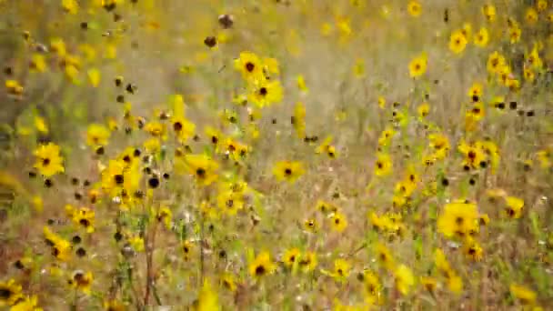 Campo de flores silvestres - Tiempo de caducidad — Vídeos de Stock
