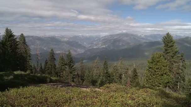 Wolken bomen time-lapse — Stockvideo