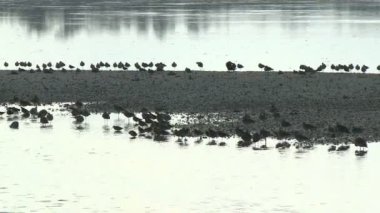 kuşlar sanible Island florida üzerinde