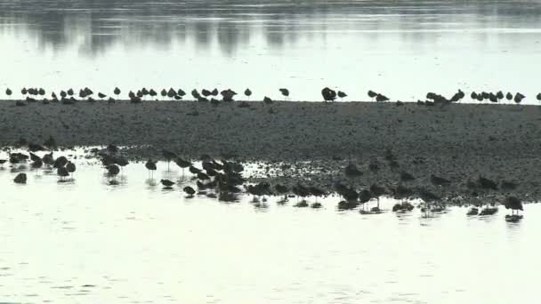 Uccelli su Sanible Island Florida — Video Stock