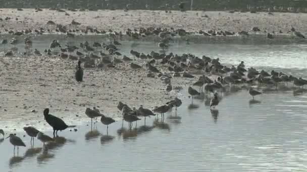 Oiseaux sur Sanible Island en Floride — Video