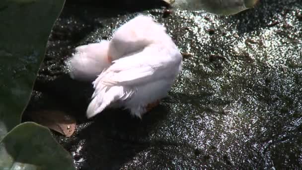 Birds at the Key West Conservatory — Stock Video