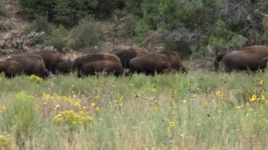 zaman atlamalı Buffalo