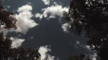 Orman zaman atlamalı