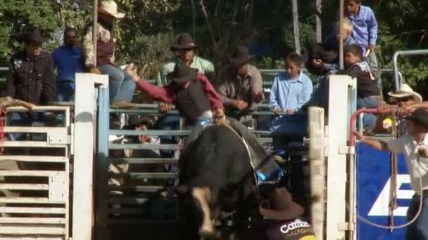 Rodeo kovbojů - býk v pomalém pohybu — Stock video