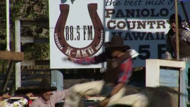 Rodeo kovbojů - býk v pomalém pohybu — Stock video