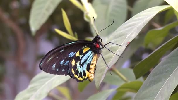 Fjäril på key west butterfly conservatory — Stockvideo