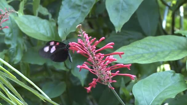Butterfly at the Key West Butterfly conservatory — Stock Video