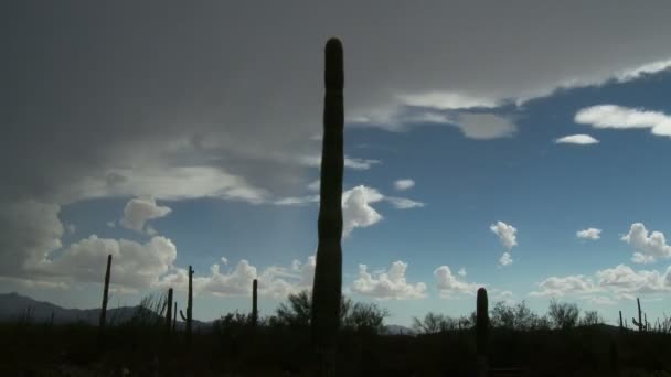 Cactus del desierto - Tiempo de caducidad — Vídeo de stock