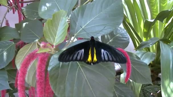 Бабочка в консерватории Key West Butterfly — стоковое видео