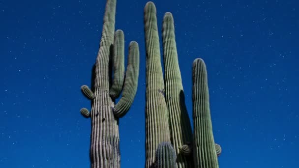 Cactus de noche con lapso de estrella — Vídeo de stock