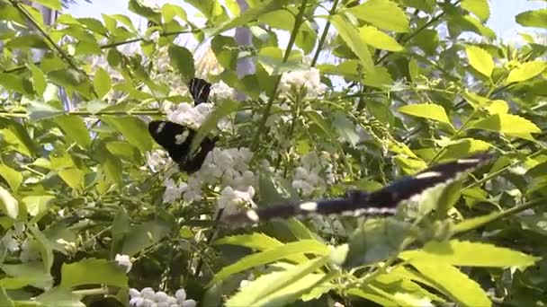 Schmetterling im wichtigen West-Schmetterling-Wintergarten — Stockvideo