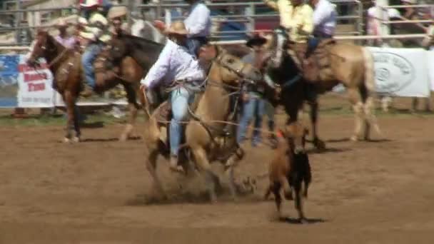 Rodeo cowboys - kalv roping i slow motion — Stockvideo