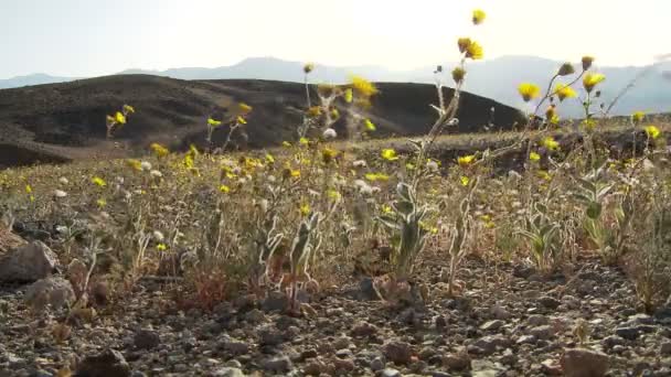 Death valley öken blommor — Stockvideo