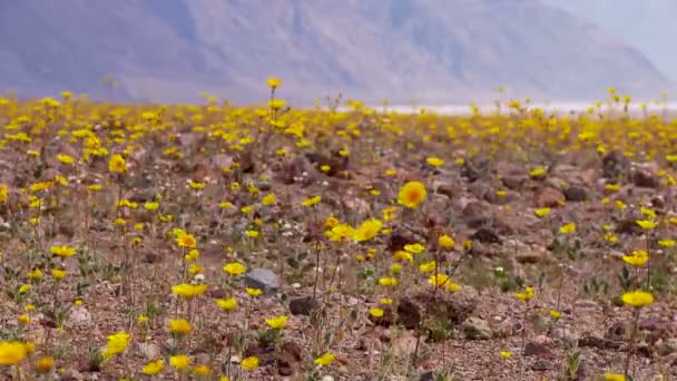 Death valley pouštní květiny — Stock video