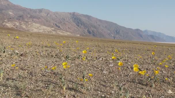 Λουλούδια της ερήμου κοιλάδα του θανάτου — Αρχείο Βίντεο