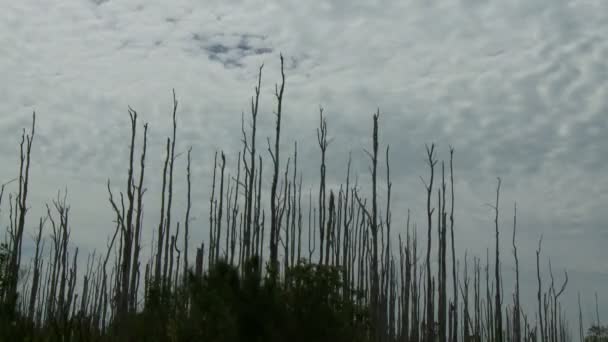 Idő telik el a felhők áthaladó fák — Stock videók