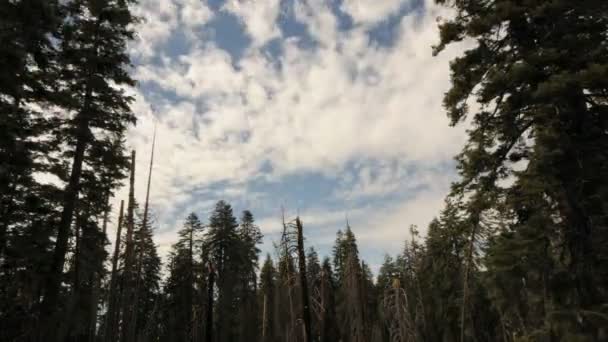 Bosque Tiempo lapso — Vídeo de stock