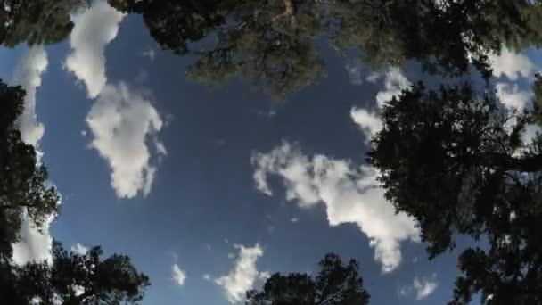 Temps écoulé depuis la forêt — Video