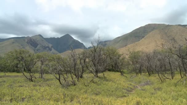 Maui bergen — Stockvideo