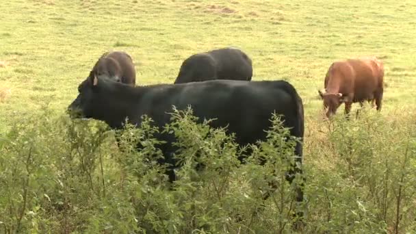 Vacas Time Lapse en Hana Hawaii — Vídeo de stock