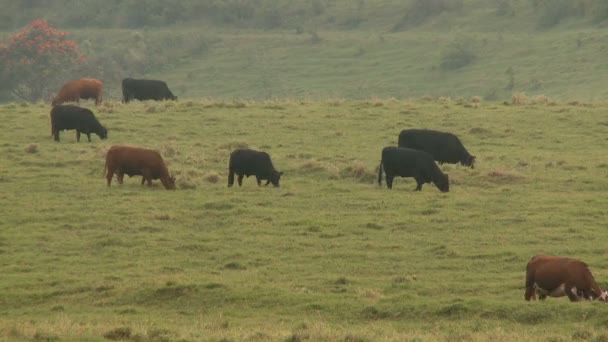 Časová prodleva krávy v hana hawaii — Stock video