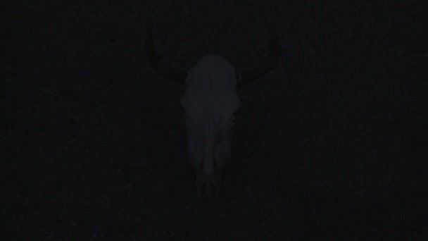 Cow Skull Reflection in the Desert- Time Lapse — Stock Video