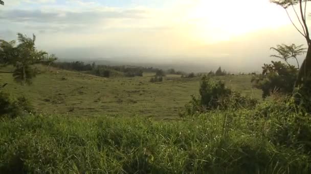 Ovelhas durante o pôr do sol — Vídeo de Stock