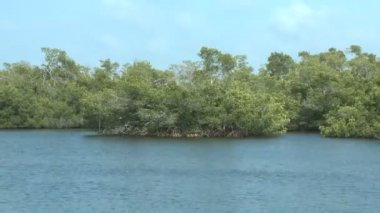 Florida sulak bataklık - timelapse
