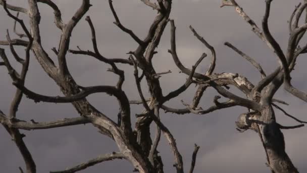 Árbol muerto Time Lapse — Vídeos de Stock