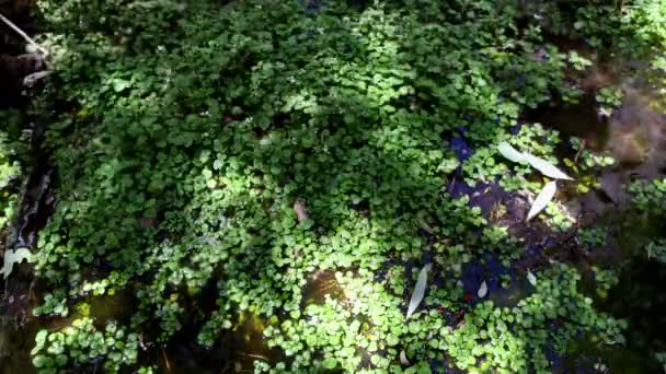 Oasis du désert de la vallée de la mort — Video