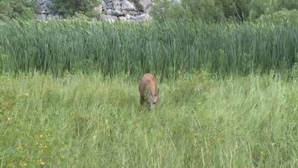 Ciervos comiendo hierba — Vídeos de Stock