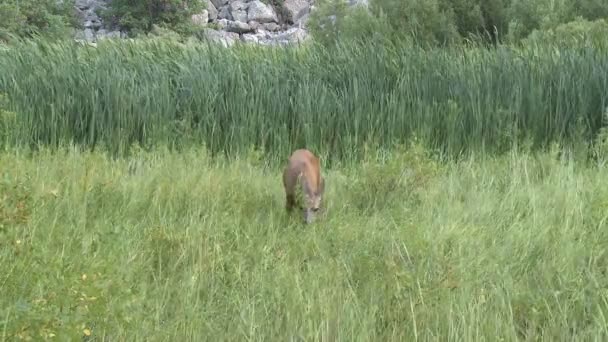 cerfs mangeant de l'herbe