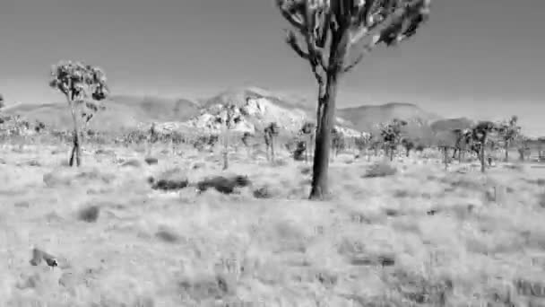 Полежать в пустыне — стоковое видео