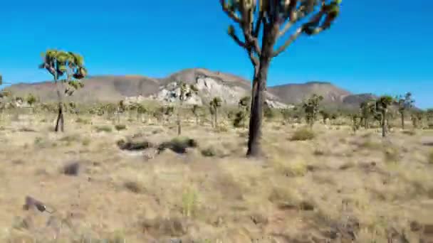 Perdidos no deserto — Vídeo de Stock