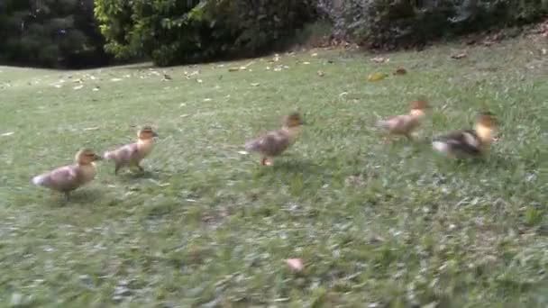 Matka kachna s ducklings — Stock video