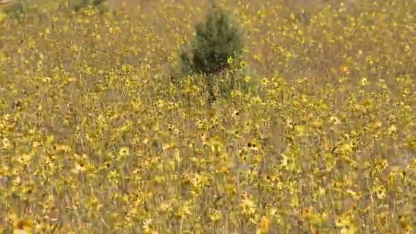 Campo de flores silvestres — Vídeos de Stock