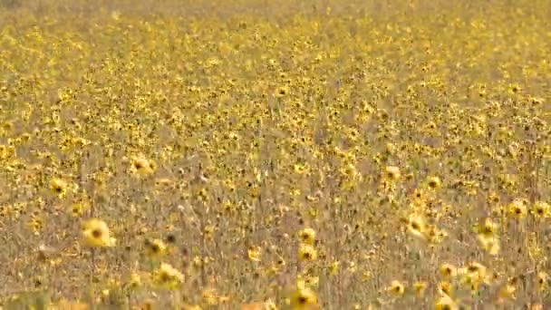 Campo de flores silvestres — Vídeos de Stock