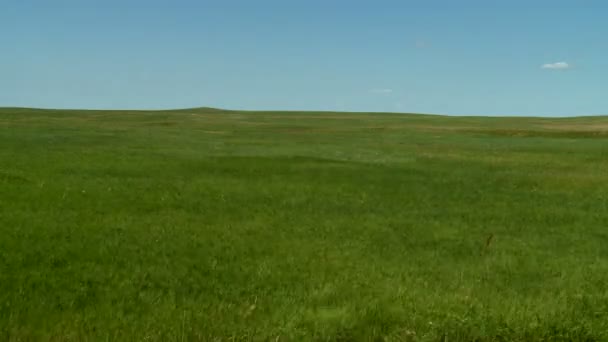 Flowing Grasslands — Stock Video