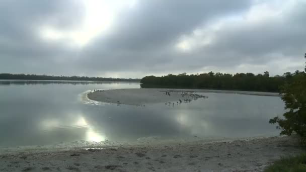 Pântano Florida Wetlands - Timelapse — Vídeo de Stock
