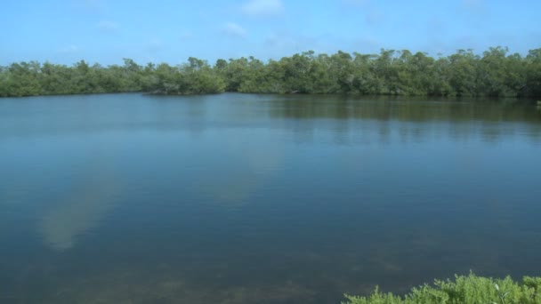 Florida Wetlands Swamp - Timelapse — Stock Video