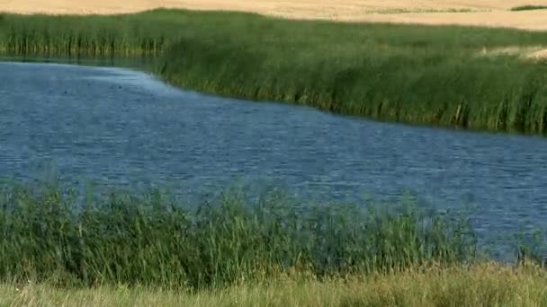 Time lapse of pond with blowing grass — Stock Video