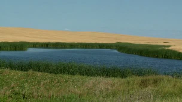 Time lapse of pond with blowing grass — Stock Video